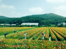 2015.08 招標代理分公司日本本州觀光旅游